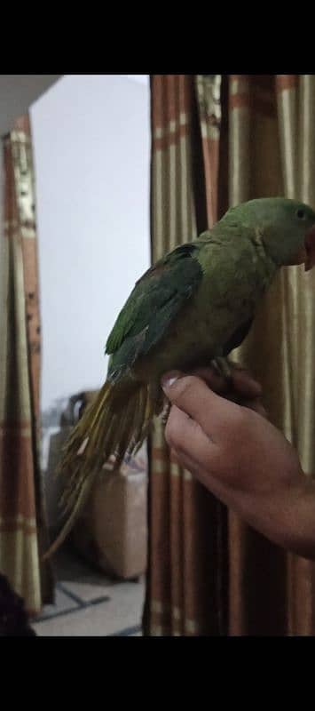 Raw Parrot 2