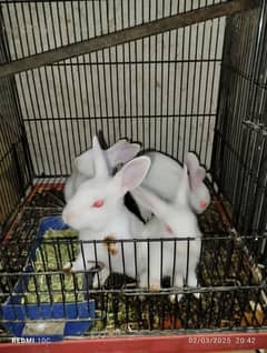 white rabbit babies red eyes.