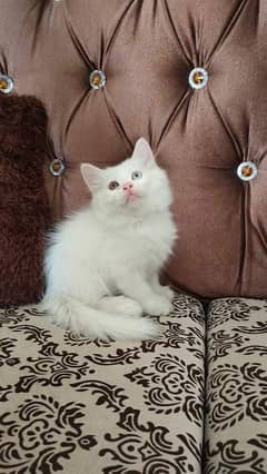 Persian kittens for sale Call My WhatsApp 0324,8790419