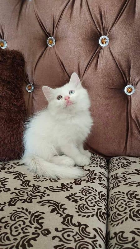 Persian kittens for sale Call My WhatsApp 0324,8790419 0