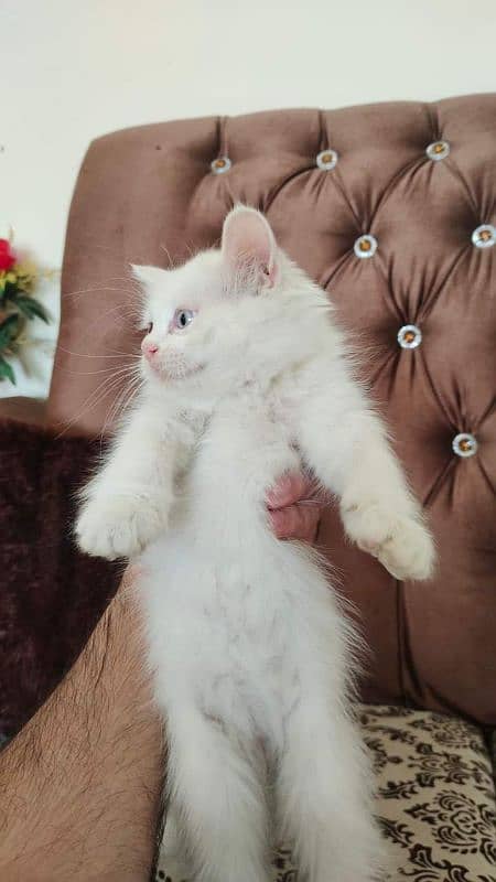 Persian kittens for sale Call My WhatsApp 0324,8790419 1