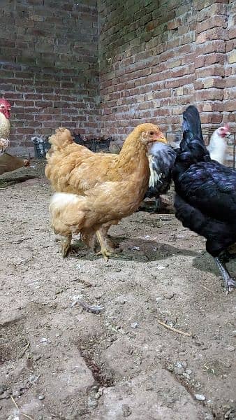 Golden Heavy Buff Trio For Sale(0303 6312385) 3