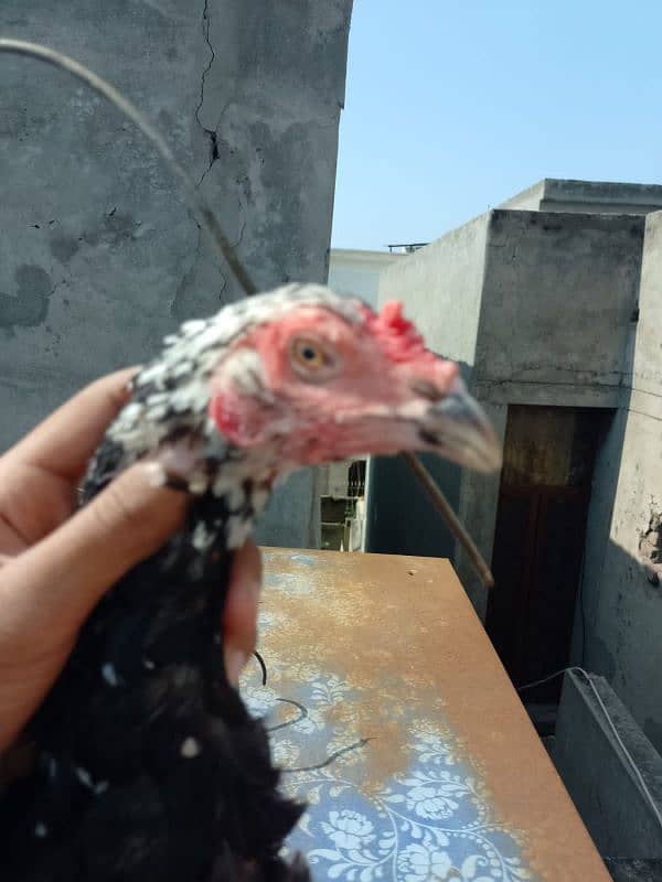 amroha into jawa and mushka into mushka top quality chicks for sale 7