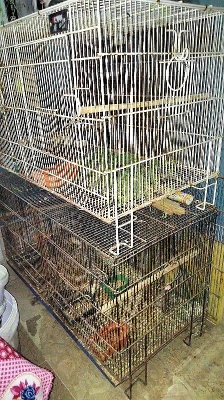 love birds cage 1