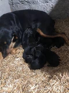 9 Doberman Puppies for sale