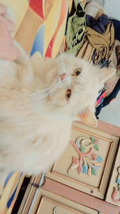 triple coated Persian male beautiful healthy and friendly