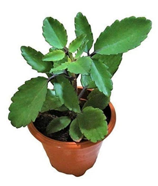 jade and pathaar chata plants 0