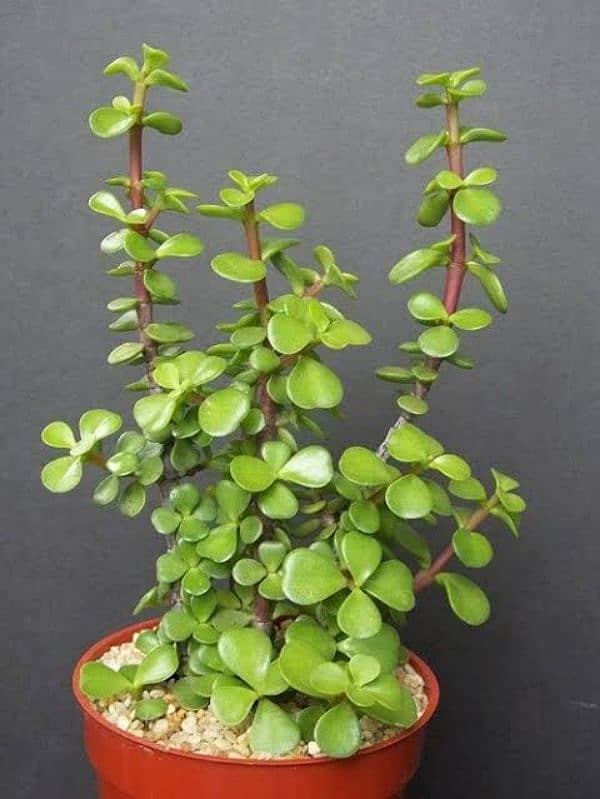 jade and pathaar chata plants 2