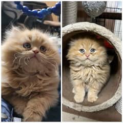 Persian Punch face triple coat cat Kitten