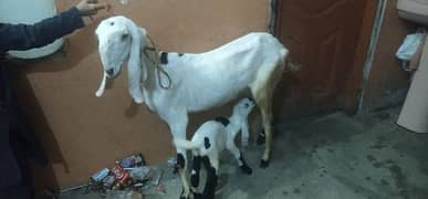 bital bakri dhood wali ek bach st 13 din ka