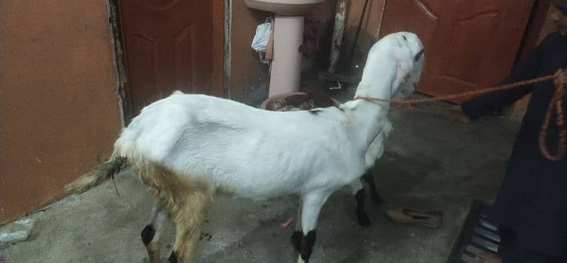 bital bakri dhood wali ek bach st 13 din ka 7