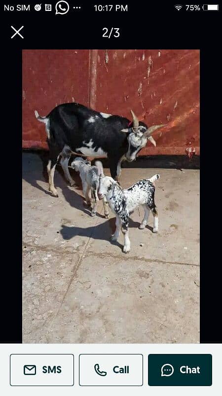 goat kids for sale contact on 03122202268 only Whatsapp 0