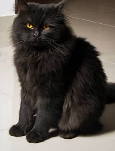 Persian cat