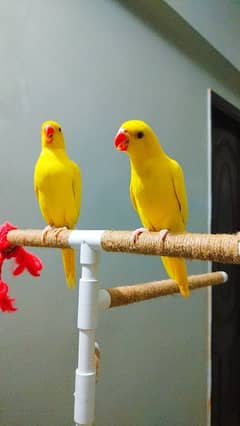 yellow ringneck full healthy and active pair