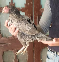 Amrohi  breedar asil aseel amroha breed pullet