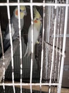 cockatil pair with Chick for sale