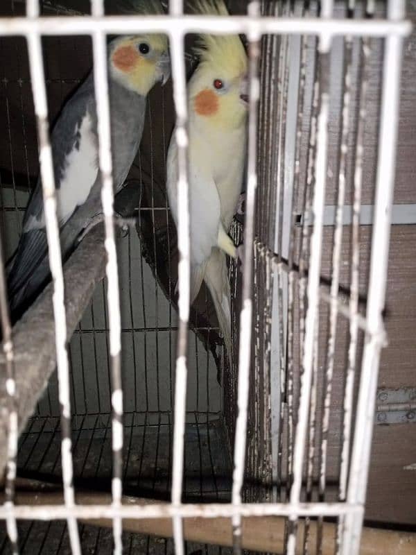 cockatil pair with Chick for sale 2