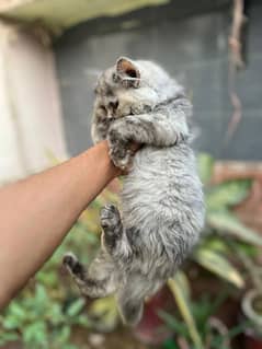 persian kittens pair punch face