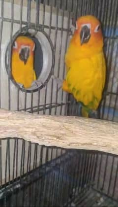 sunconure