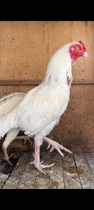 Heera Male Female For Sale 3