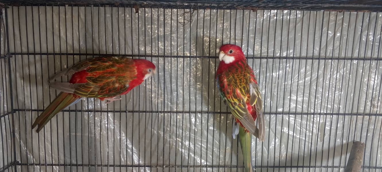 Red rosella breeder pair 1