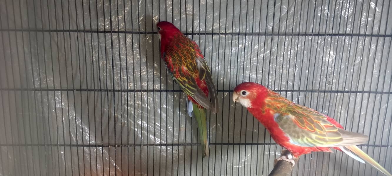 Red rosella breeder pair 2