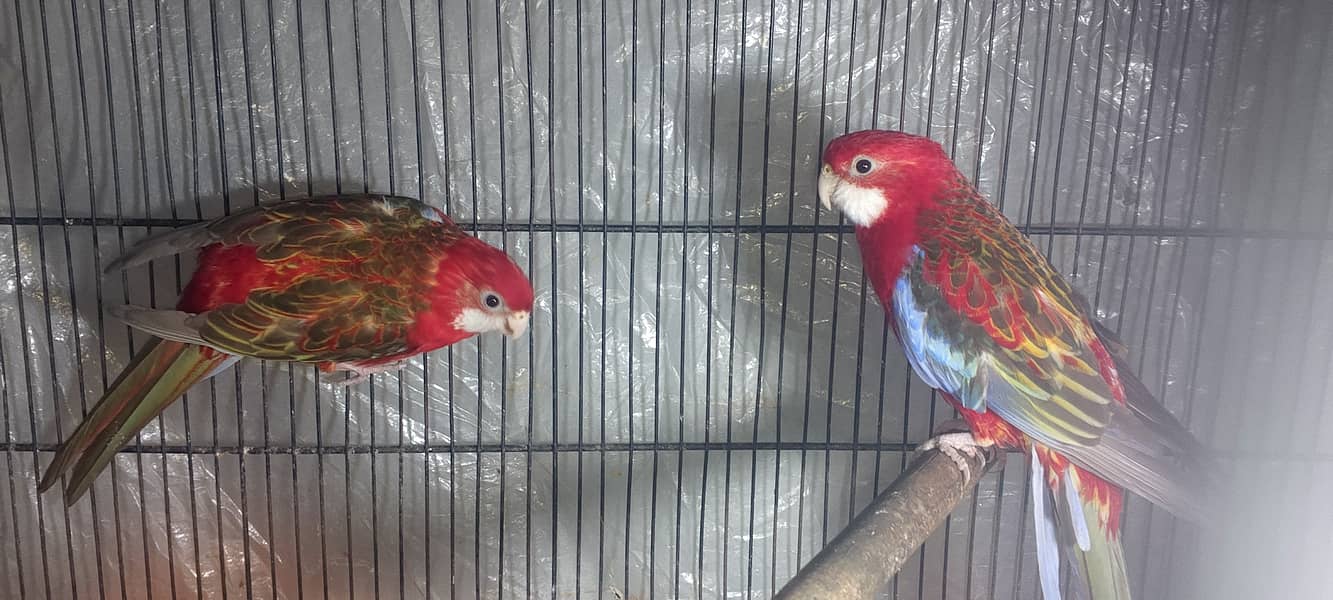 Red rosella breeder pair 3