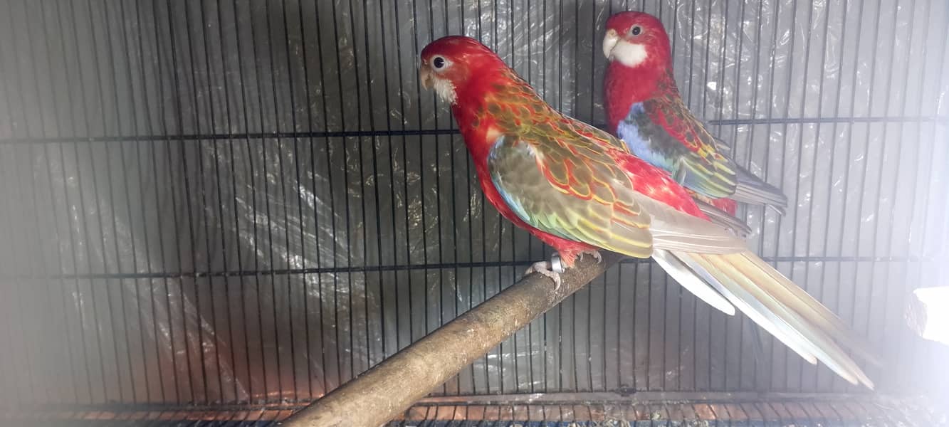 Red rosella breeder pair 4