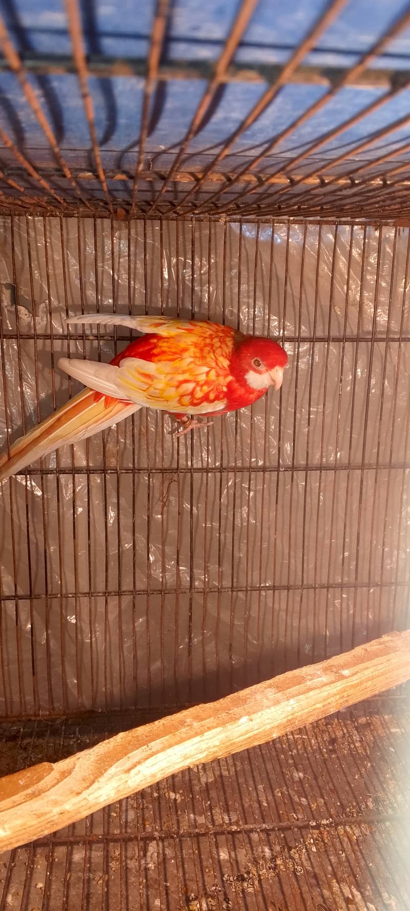 Red rosella breeder pair 5