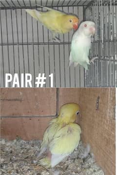 Lovebirds and Cage (0313-8516516) Read add first