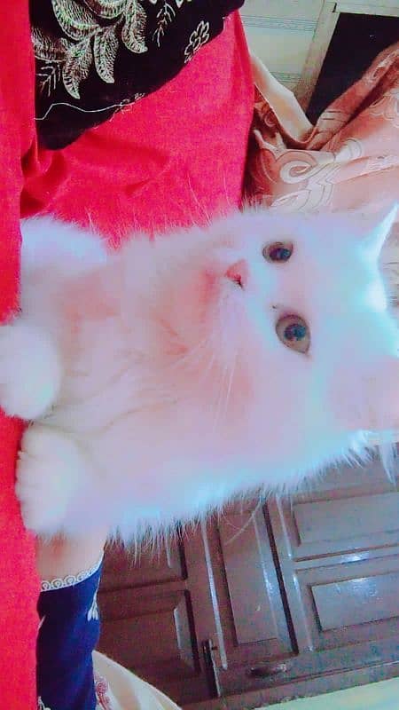 Persian Female Triple Coat kitten 0