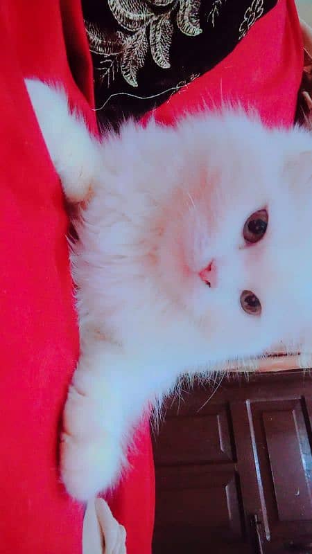 Persian Female Triple Coat kitten 1