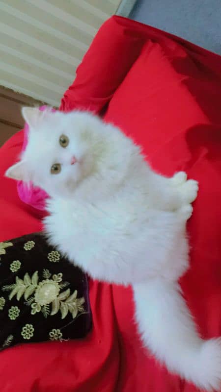 Persian Female Triple Coat kitten 2