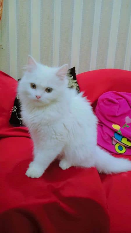 Persian Female Triple Coat kitten 3