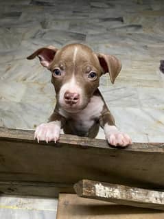 pitbull pup is avil. . .