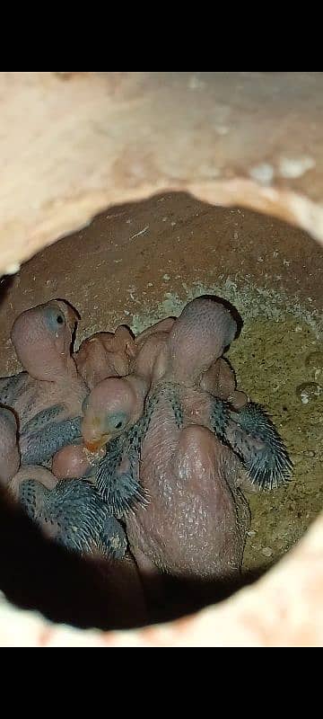 Green ringneck chick 1