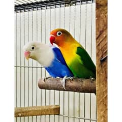 Violet opaline Breeder pair