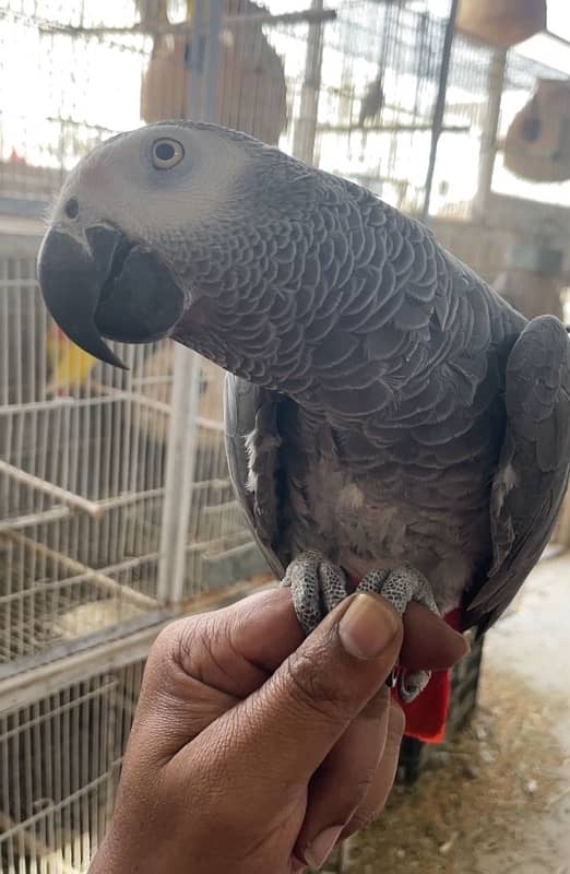 African Grey 0