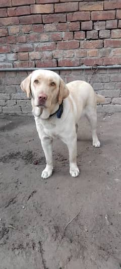 labrador