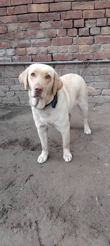 labrador female avail. 0