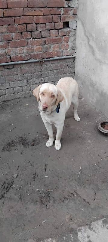 labrador female avail. 1