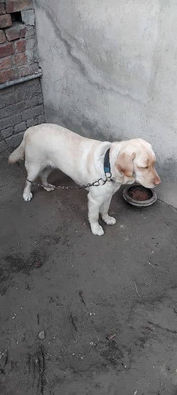 labrador female avail. 2