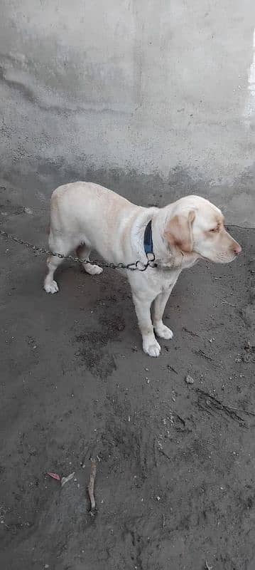 labrador female avail. 4