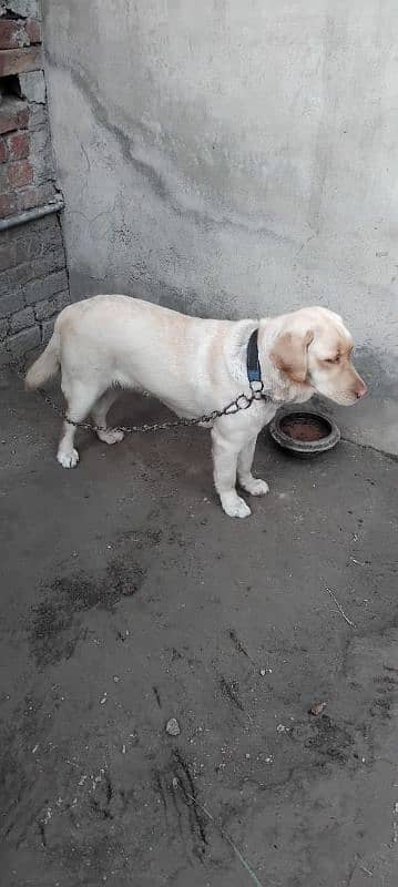 labrador female avail. 6