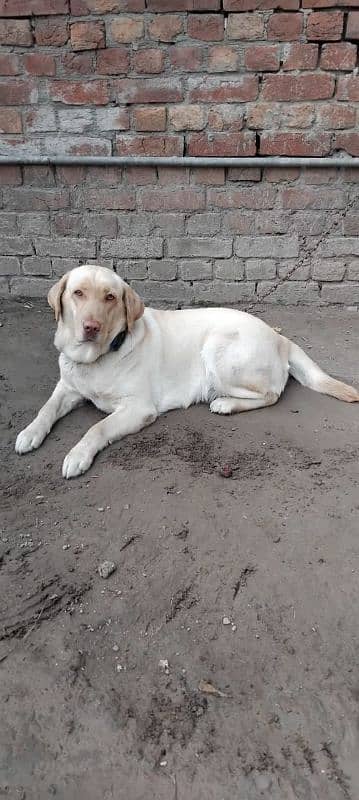 labrador female avail. 8