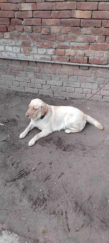 labrador female avail. 9