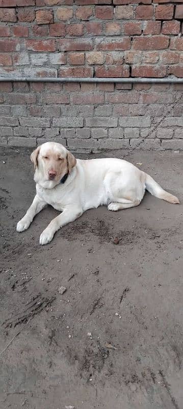 labrador female avail. 10