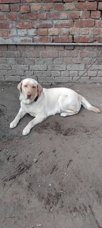 labrador female avail. 11