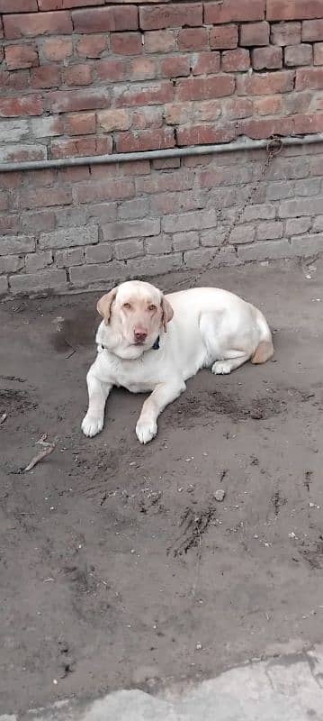 labrador female avail. 14