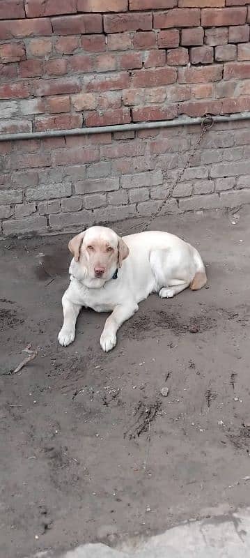 labrador female avail. 15